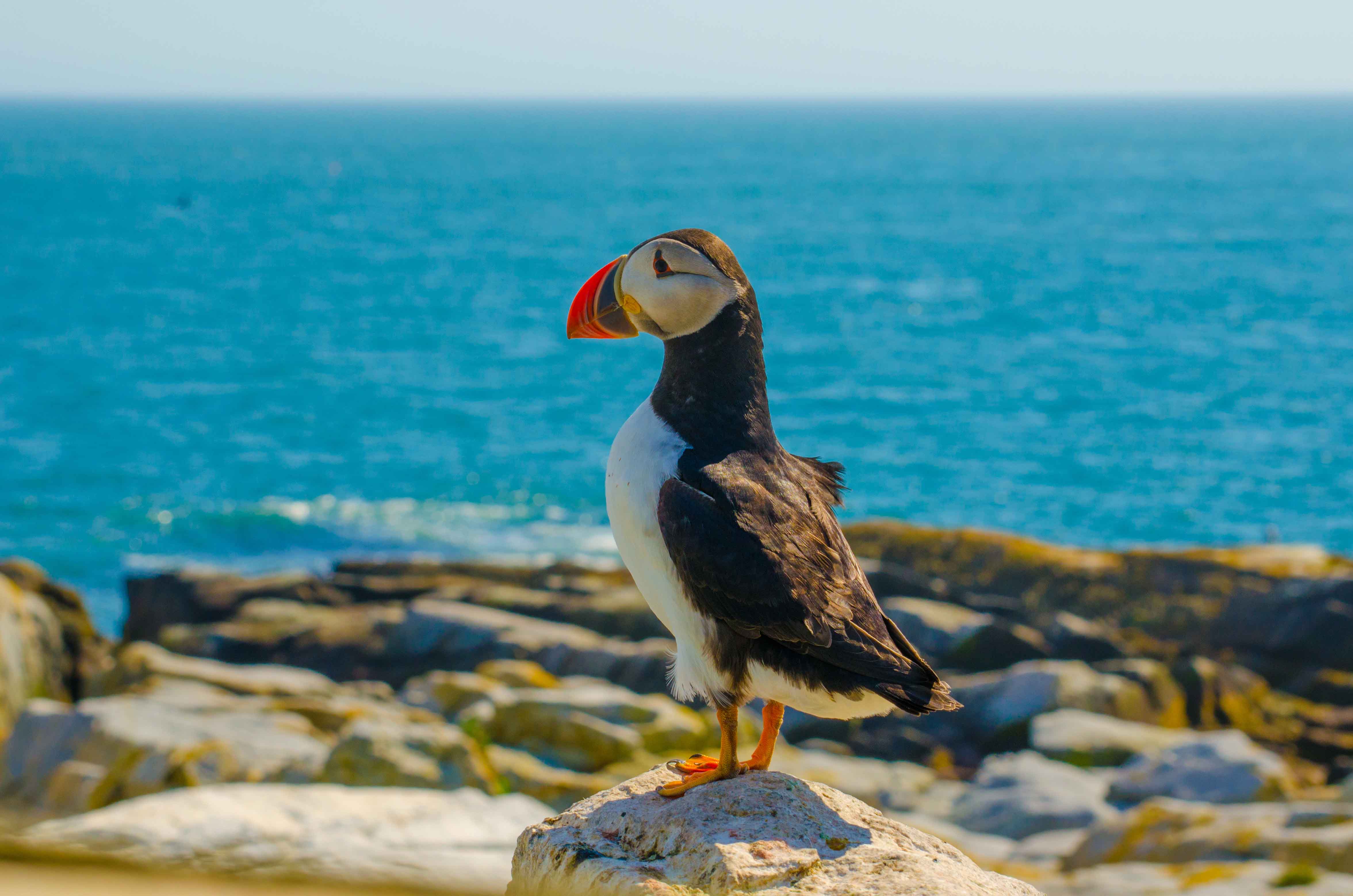Puffin overlooking the ocean while perched